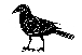 Crow