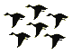 Geese