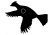 Pidgeon