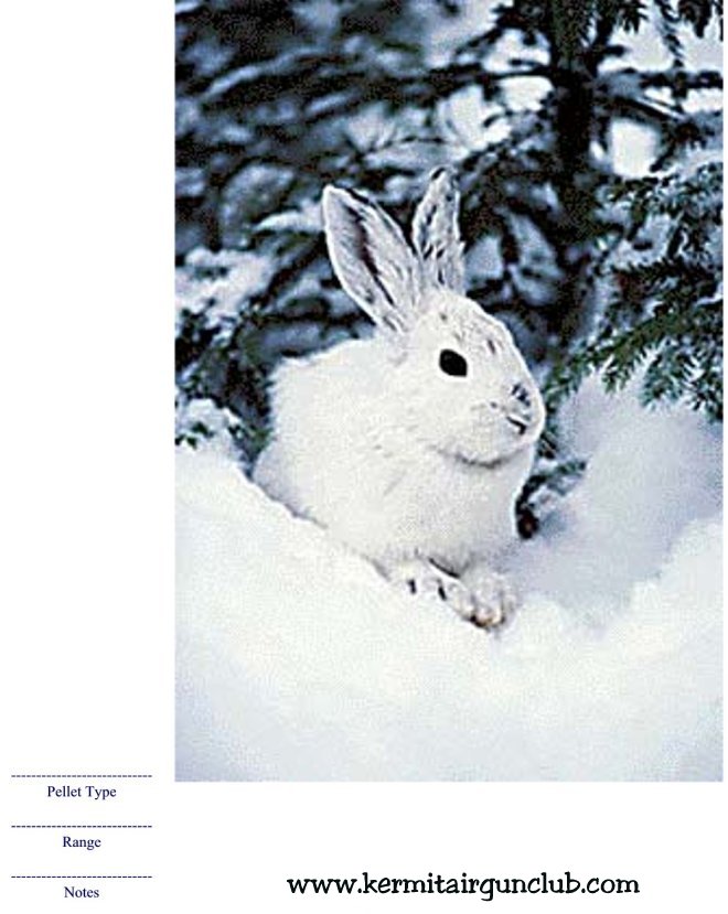Rabbit