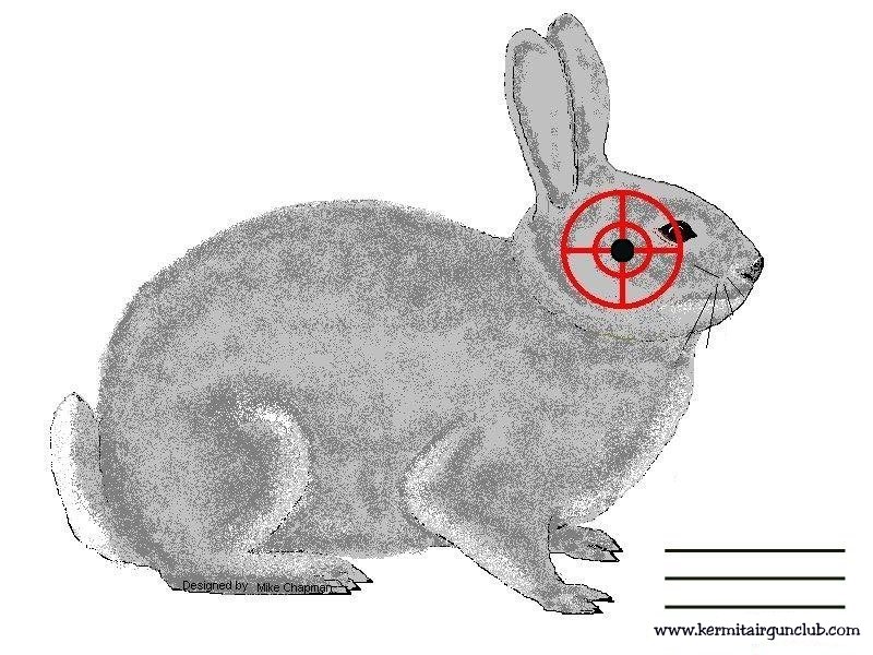 Rabbit