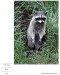 Raccoon