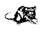 Rat