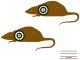 Rats