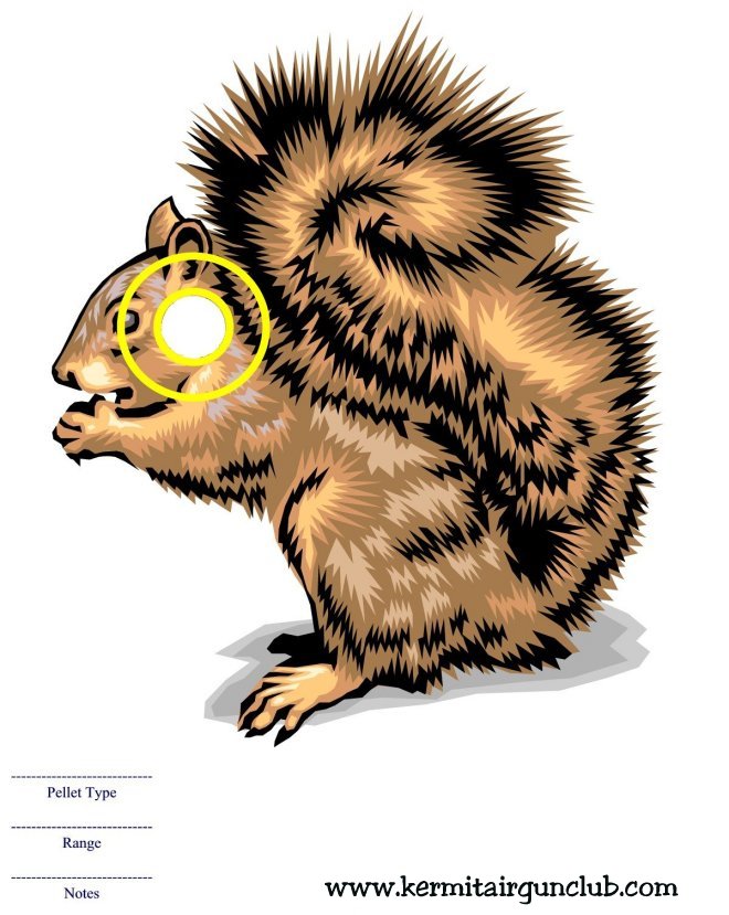 Squirrel