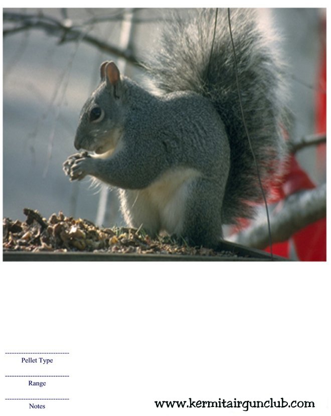 Squirrel